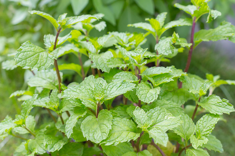 Peppermint (Mentha piperitae) in cough management: Ayurvedic perspective and respiratory applications